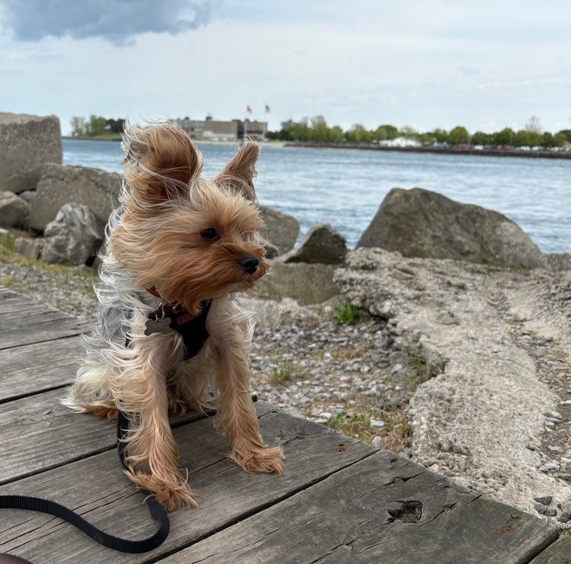 Louie sitting on a boardwalk by the water